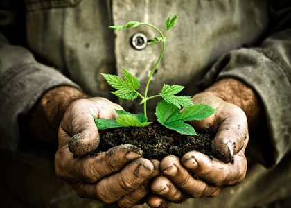 Man hands holding a green young plant
